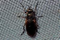 Actina chalybea