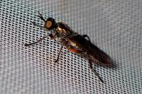 Actina chalybea