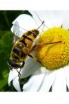 Myathropa florea