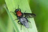 Clitellaria ephippium
