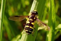 Philhelius pedissequus