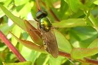 Chloromyia formosa