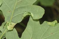 Macrodiplosis pustularis