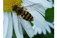 Syrphus