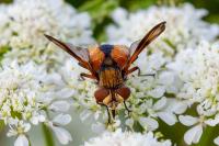 Ectophasia crassipennis