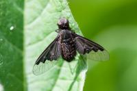 Hemipenthes morio