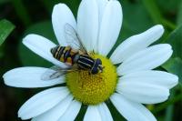 Helophilus pendulus