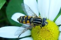 Helophilus pendulus