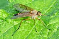 Rhagio tringarius