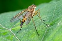 Rhagio tringarius