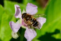 Eristalis