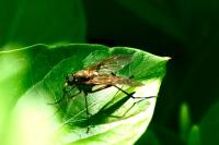 Rhagio tringarius