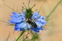 Scaeva pyrastri