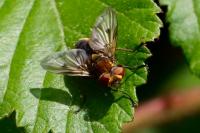 Phasia