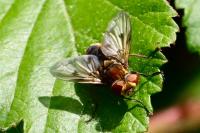 Phasia