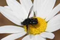 Bombylella atra