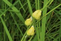 Dasineura sisymbrii