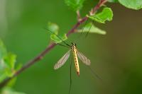 Nephrotoma flavescens