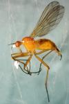 Empis lutea