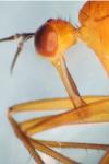 Empis lutea