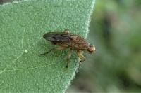Scathophaga stercoraria