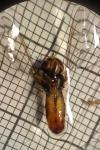 Episyrphus balteatus