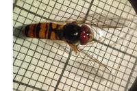 Episyrphus balteatus