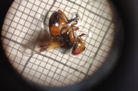 Ectophasia crassipennis