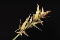 Wachtliella caricis