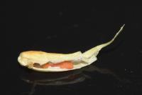 Wachtliella caricis