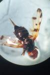 Otites porcus