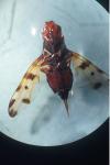 Otites porcus