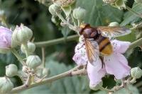 Volucella zonaria