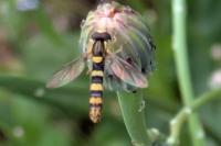 Sphaerophoria scripta