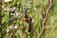 Molobratia teutonus