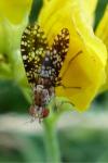 Trypetoptera punctulata