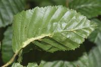 Zygiobia carpini