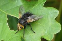 Tachina grossa