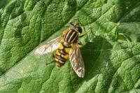 Helophilus pendulus