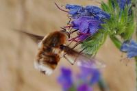 Bombylius cruciatus