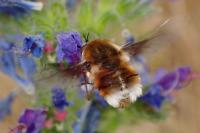 Bombylius cruciatus