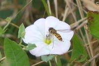 Episyrphus balteatus