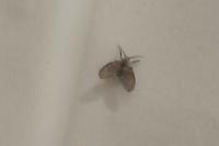 Clogmia albipunctata