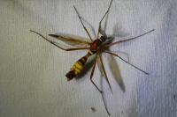 Ctenophora ornata