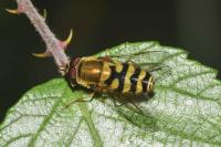 Syrphus vitripennis