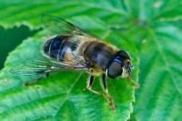 Eristalis pertinax