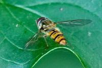 Episyrphus balteatus