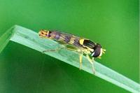 Sphaerophoria scripta