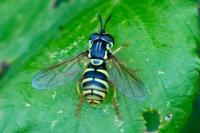 Chrysotoxum verralli