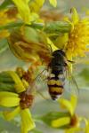 Eupeodes corollae